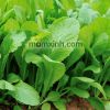 Hạt Giống Cải Bẹ Xanh Mỡ Gói 20gr