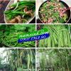 Hạt giống Đậu Đũa - anh 1