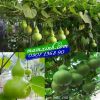 Hạt giống Bầu Hồ Lô