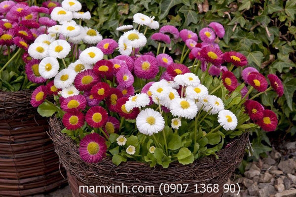 hat_giong_hoa_cuc_anh_bellis_mam_xinh_1