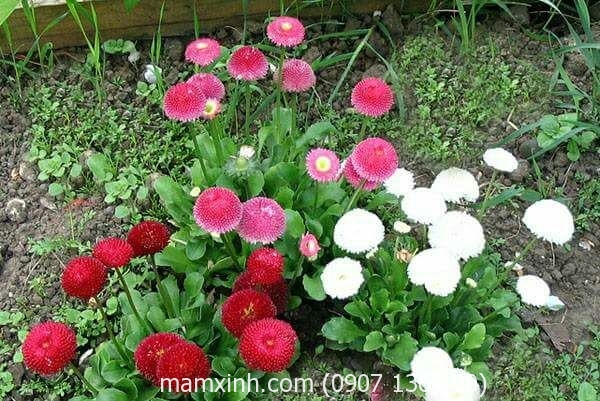 hat_giong_hoa_cuc_anh_bellis_mam_xinh_2