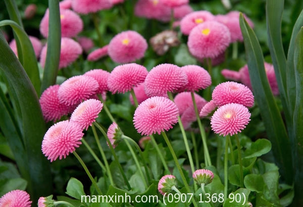 hat_giong_hoa_cuc_anh_bellis_mam_xinh_4