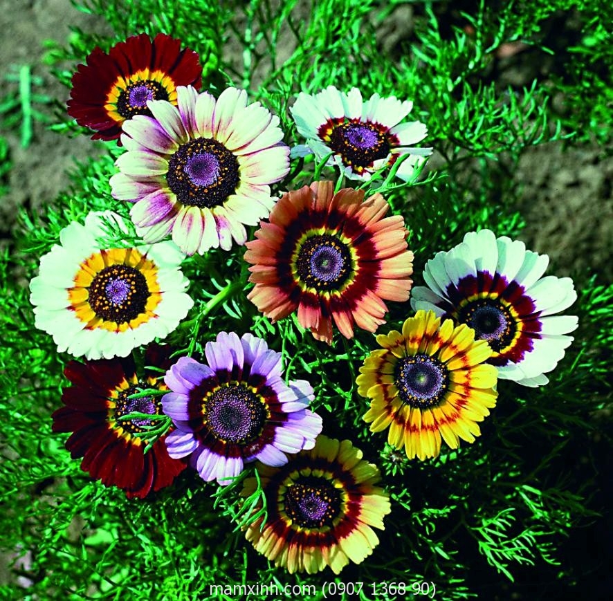 hat_giong_hoa_cuc_chi_mix_mam_xinh