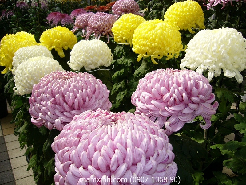 hat_giong_hoa_cuc_dai_doa_mam_xinh_1