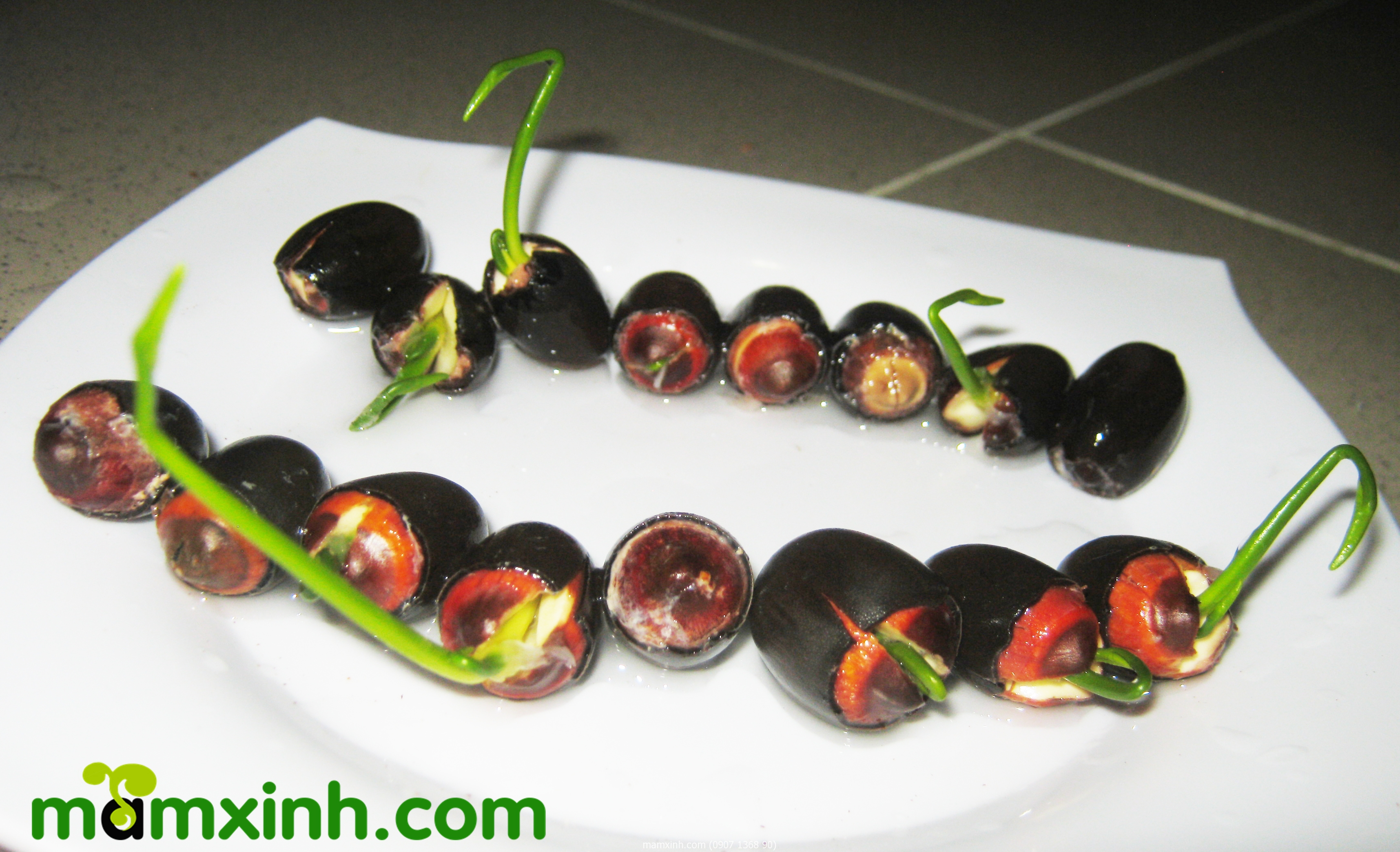 mua_hat_giong_sen_nhat_mini_long_xuyen_an_giang_o_dau