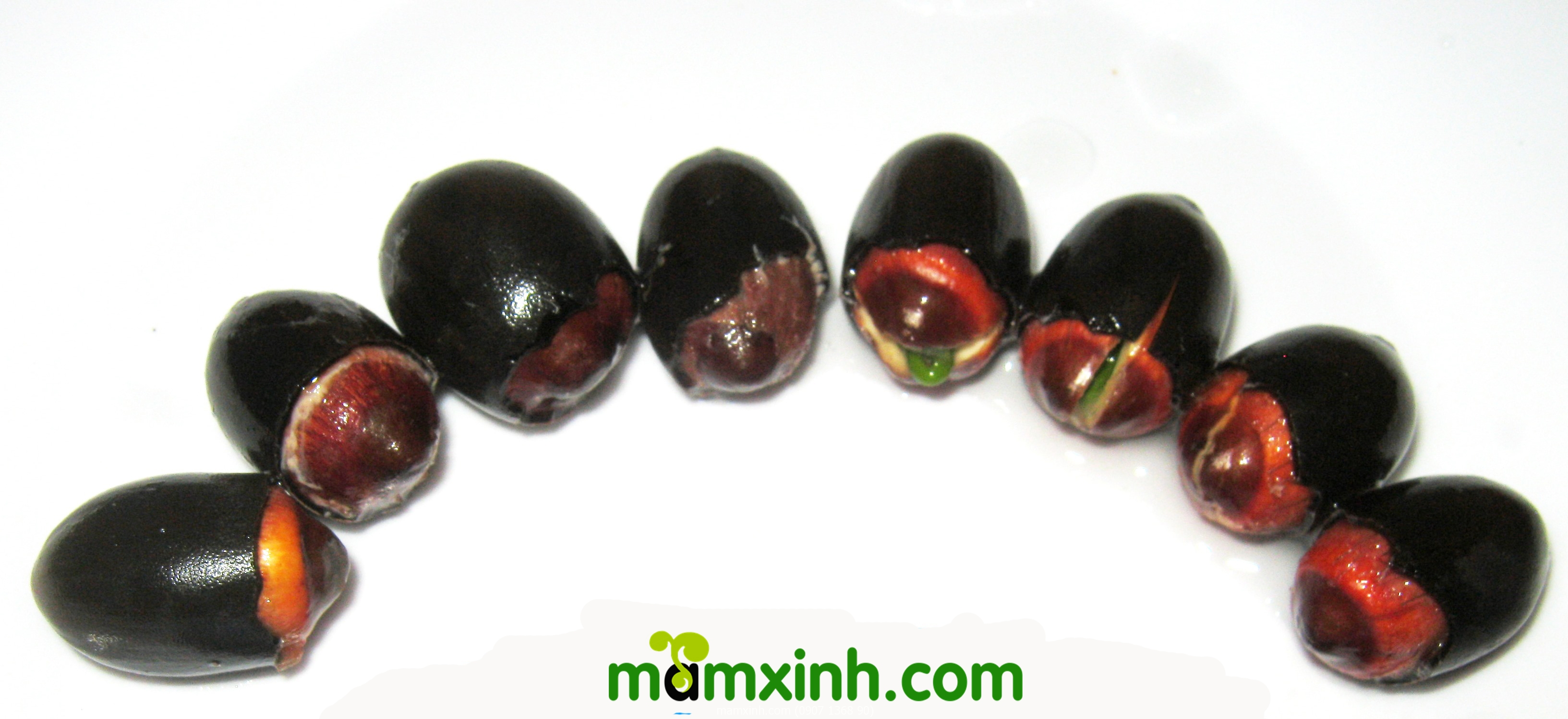mua_hat_giong_sen_nhat_mini_o_dau_long_xuyen_1