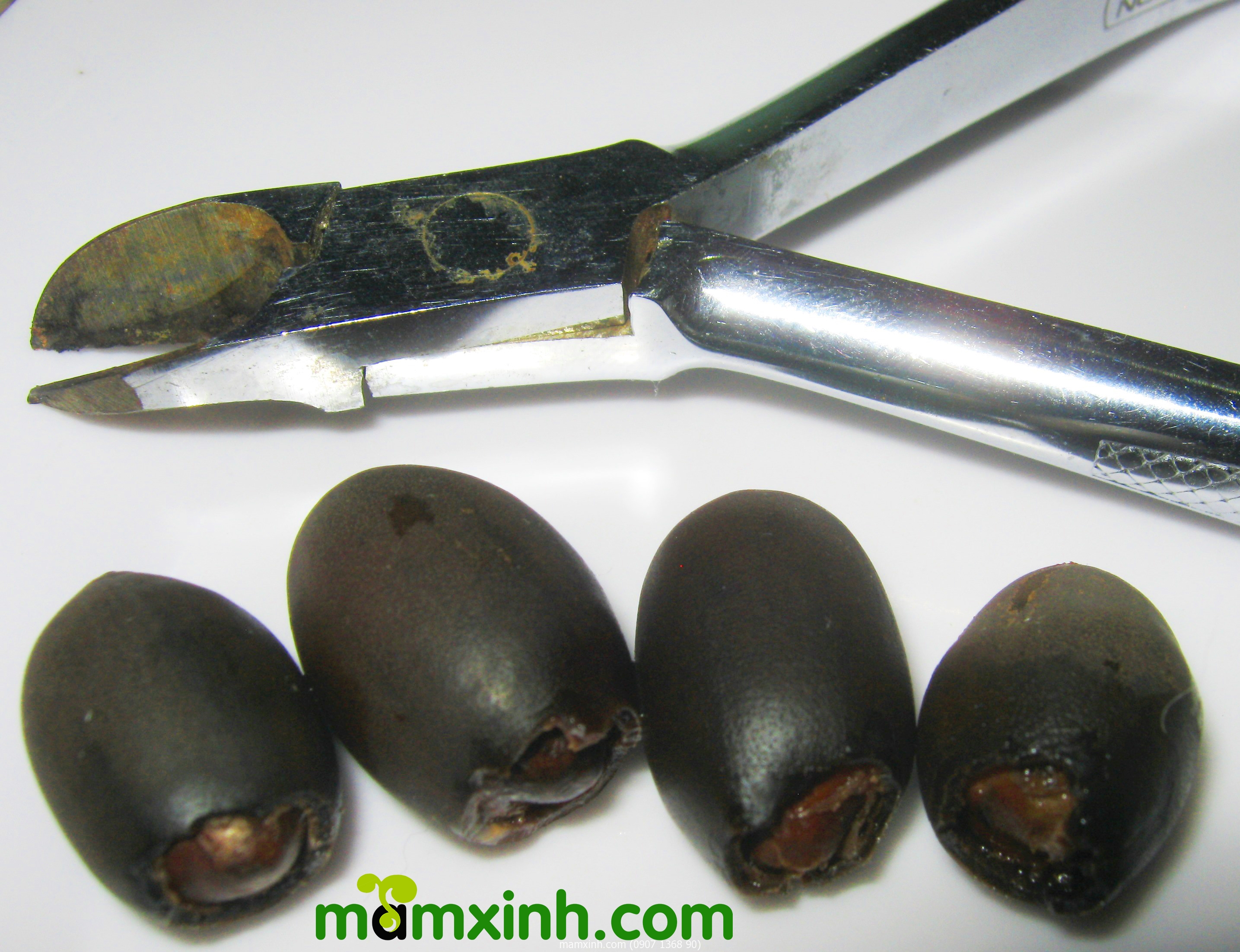 mua_hat_giong_sen_nhat_mini_o_dau_long_xuyen_an_giang_2