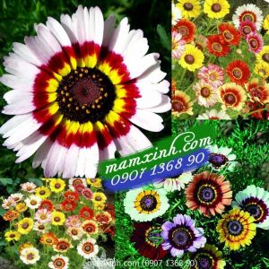 Hạt giống hoa Cúc Chi mix