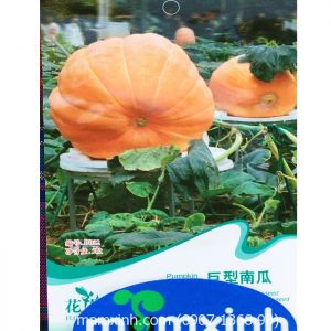 HẠT GIÔNG BÍ NGÔ KHỔNG LỒ
