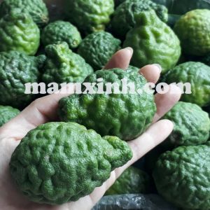 MUA TRÁI CHÚC AN GIANG (CHANH THÁI)