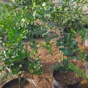 CÂY CHÚC GIỐNG CAO 60-80CM VÙNG BẢY NÚI AN GIANG (cây chanh Thái)