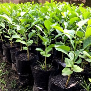 CÂY CHÚC GIỐNG CAO 20CM (CÂY CHANH THÁI)