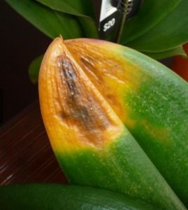 THUỐC TRỪ NẤM, DIỆT KHUẨN, TRỪ BỆNH CÂY TRỒNG COC 85