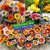 Hạt giống hoa Cúc Huân Chương - anh 1 Hạt giống hoa Cúc Huân Chương - anh 1