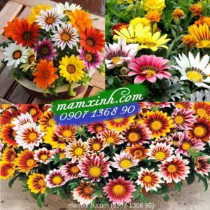 Hạt giống hoa Cúc Huân Chương