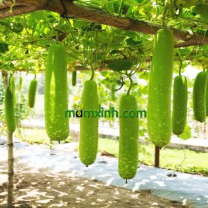 Hạt Giống Bầu Sao Gói 20 Hạt