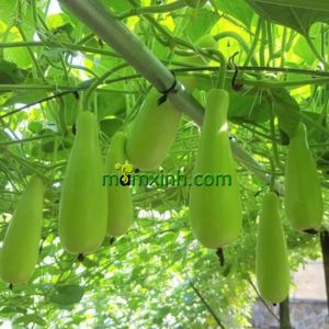 Hạt Giống Bầu Xị Gói 20 Hạt