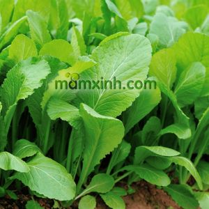 Hạt Giống Cải Bẹ Xanh Mỡ Gói 20gr