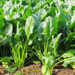 Hạt Giống Cải Bó Xôi Chịu Nhiệt