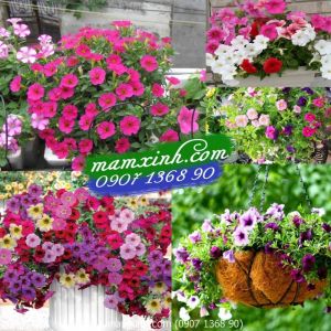 Hạt giống hoa Dạ Yến Thảo Mix