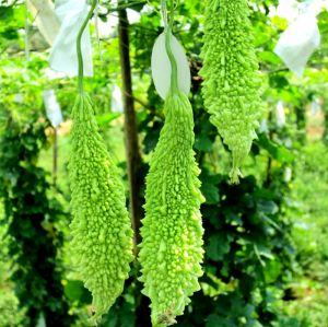 Hạt Giống Khổ Qua Rừng Trang Nông TN261 Gói 10 Hạt