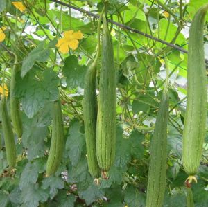 Hạt Giống Mướp Hương Gói 20 Hạt