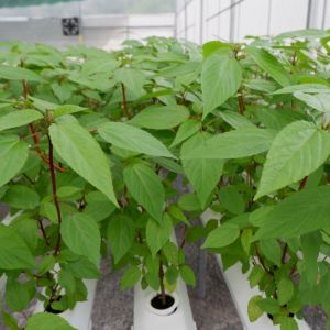 Hạt Giống Rau Đay Đỏ Gói 10gr