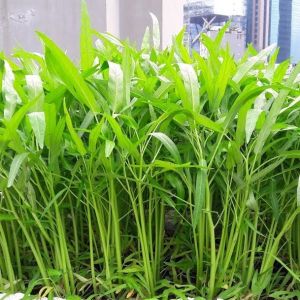 Hạt Giống Rau Muống Lá Tre Gói 100gr