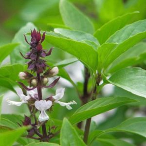 Hạt Giống Rau Quế Lá To Gói 20gr