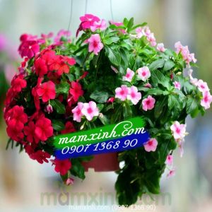 Hạt giống hoa Dừa Cạn