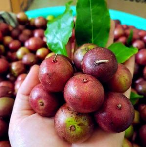 Cây Giống Hồng Quân