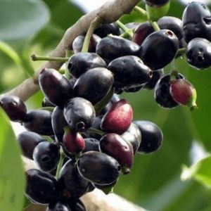 Cây Trâm Vối Giống