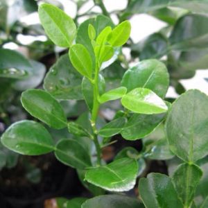 Cây Chúc Giống (Cây Chanh Thái)