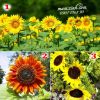 Hạt giống hoa Hướng Dương - anh 1