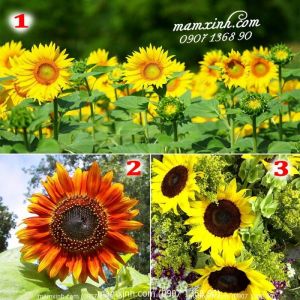 Hạt giống hoa Hướng Dương