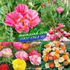 Hạt giống hoa Kim Anh Kép mix - anh 1 Hạt giống hoa Kim Anh Kép mix - anh 1