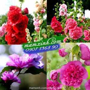 Hạt Giống Hoa Mãn Đình Hồng kép mix