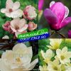 Hạt giống hoa Mộc Lan - anh 1