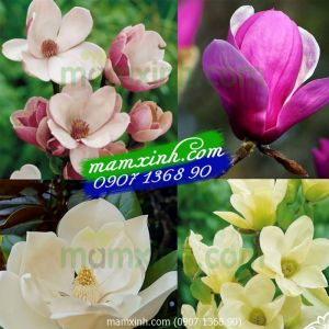 Hạt giống hoa Mộc Lan