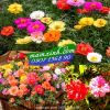 Hạt giống hoa Mười Giờ Mỹ - anh 1