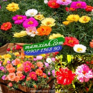 Hạt giống hoa Mười Giờ Mỹ