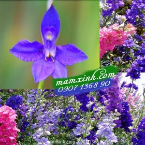 Hạt giống hoa Phi Yến Mix