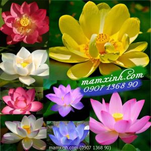 Hạt giống hoa Sen Nhật Mini mix 8 màu