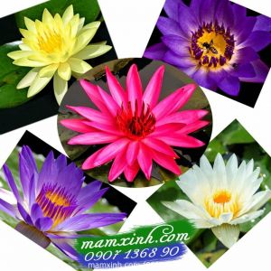 Hạt giống hoa Súng Nhật Mini mix 5 màu