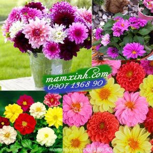 Hạt giống hoa Thược Dược Mix
