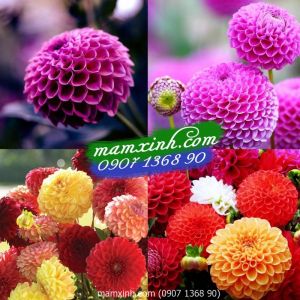 Hạt giống hoa Thược Dược Tổ Ong Mix