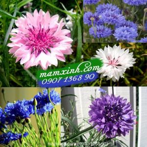 Hạt giống hoa Trúc Mai mix