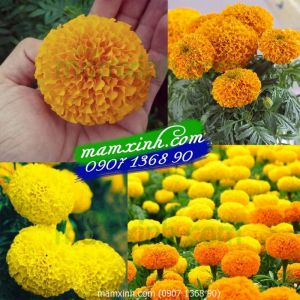 Hạt giống hoa Vạn Thọ Mỹ