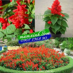 Hạt giống hoa Xác Pháo