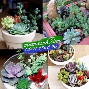 Hạt giống Sen Đá Mix